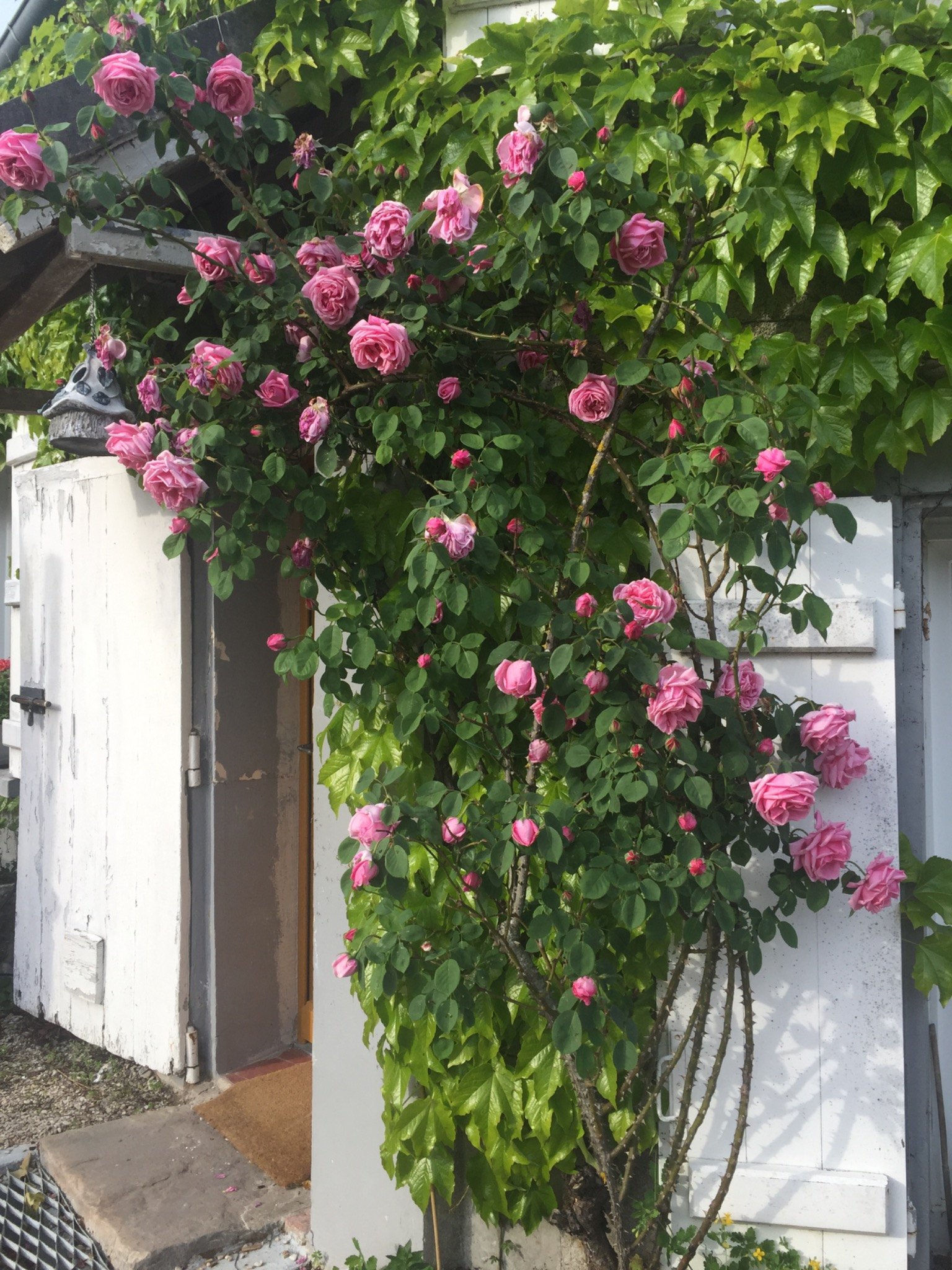 Rose-covered doorway at Maison Renoux